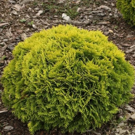 Туя западная «Мириам» (Thuja 'Mirjam') | Питомник ГринАгроСад Туя западная «Мириам» (Thuja 'Mirjam') | Питомник ГринАгроСад