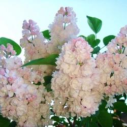 Сирень « Красавица Москвы» | Питомник ГринАгроСад