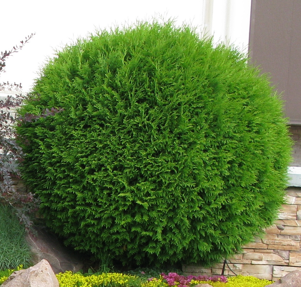 Туя западная «Даника» (Thuja 'Danica')  | Питомник ГринАгроСад